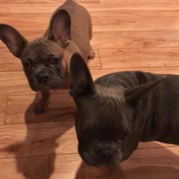 French Bulldogs and Yorkshire Terriers from Bijoux Babies of NJ