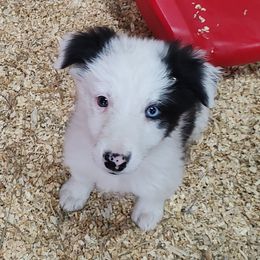 Border Collie Puppies from Bond Border Collies