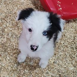Border Collie Puppies from Bond Border Collies