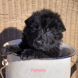 German Shepherd Puppies from Argohof Shepherds