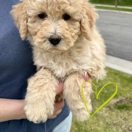 Bernedoodle, Cavalier King Charles Spaniel, and Poodle Puppies from Ellas.Pups (Bernedoodles & Cavapoos)