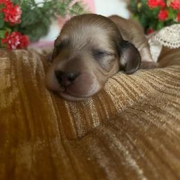 Reese's - Cream female Dachshund puppy in Perryville, Maryland from Heavenly Heritage Dachshunds and Doods