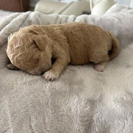Bud - Apricot male Goldendoodle puppy in Brooksville, Florida from Abby’s Standard Goldendoodles