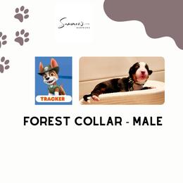 Bernese Mountain Dog Puppies from Summer's Berners