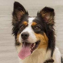 Australian Shepherds from Athena’s Aussies