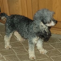 Whinny - Poodle