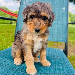 Brookie - Blue merle female Aussiedoodle puppy in Watertown, Wisconsin from Little Bear Paws Aussiedoodles