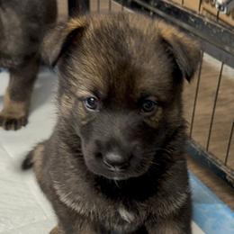 Lime - Sable male German Shepherd puppy in Buffalo, West Virginia from Z Tykev Vino LLC