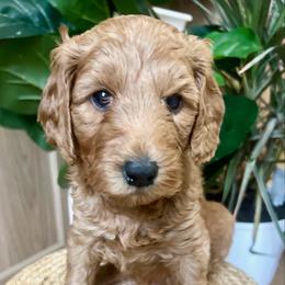 Olive - Red  female Goldendoodle puppy in S AI Nt John, Indiana from Lulu's Goldendoodles