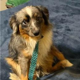 Australian Shepherd puppies from Card Family Ranch