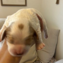 Cavalier King Charles Spaniels, Cavapoos, Maltipoos, and Poodles from Lainy's Homegrown Farm puppies
