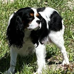 Eve - Cavalier King Charles Spaniel