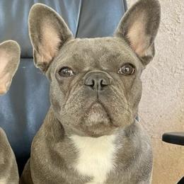French Bulldogs from Frenchies Fam