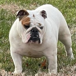 Opal - Bulldog