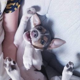 Rat Terrier Puppies from River Ridge Rat Terriers