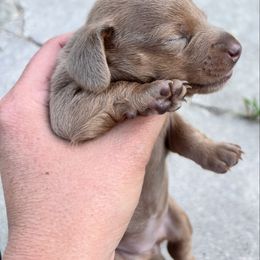 Mereda - Fawn (isabella) and tan female Dachshund puppy in Kansas from Boone Farm Dachshunds