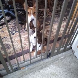 Basenji Puppies from WayCon kennels