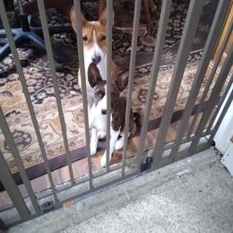 Basenji Puppies from WayCon kennels