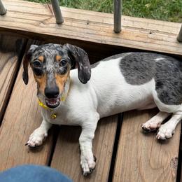 Klaus - Dapple male Dachshund puppy in Industry, Illinois from KDKs Kennels