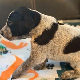 Fiddler - Black roan male German Shorthaired Pointer puppy in Hot Springs, Virginia from Thunder Mountain Gun Dogs