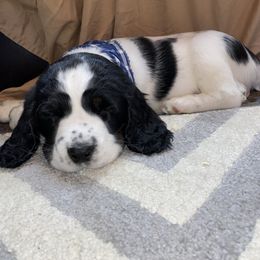 English Springer Spaniel Puppies from Hometown Springers