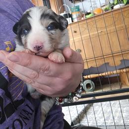 Mojito - Blue merle female Miniature American Shepherd puppy in New Providence, Pennsylvania from Tons of Kisses