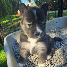 Mollie - Black and white female Pomsky puppy in Southern California, California from SoCal Pomskies LLC