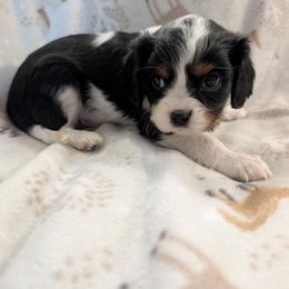 Danish - Tri-color male Cavalier King Charles Spaniel puppy in Ashwood, Oregon from Kelly Hendrix's Cavalier King Charles Spaniels & Toy Australian Shepherds