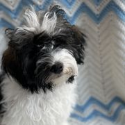 Mythra - Fawn sable Havana Silk Dog puppy in Marlboro, Vermont from Maplewood Silks