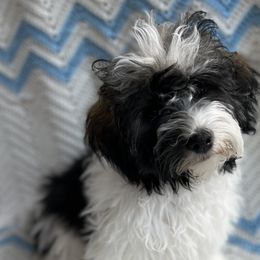Mythra - Fawn sable Havana Silk Dog puppy in Marlboro, Vermont from Maplewood Silks