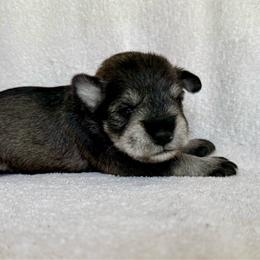 Remington - AKC - Orange - Salt and pepper male Miniature Schnauzer puppy in Wheeler, Wisconsin from Sue’s Miniature Schnauzers