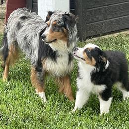 Mercy - Australian Shepherd