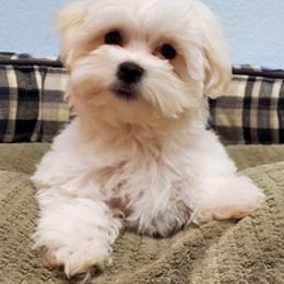 Maltese and Shiba Inu from LAS VEGAS PUPPY