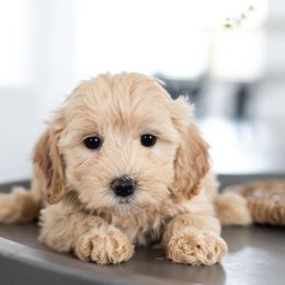 Maltipoo, Shichon, and Shihpoo Puppies from Timbercreek Puppies