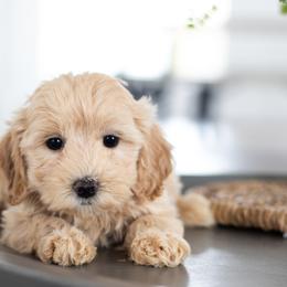 Maltipoo, Shichon, and Shihpoo Puppies from Timbercreek Puppies