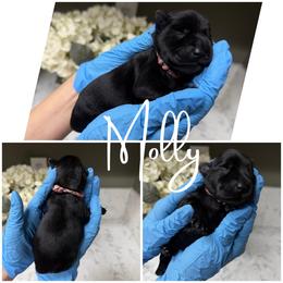Molly - Black female Miniature Schnauzer puppy in Victorville, California from West Coast Crown  Miniature Schnauzer