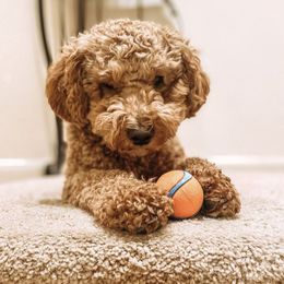 Goldendoodle Puppies from Mumzee Doodles