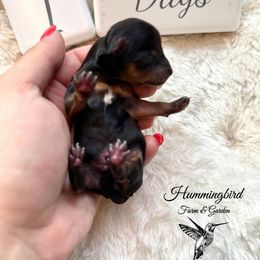 Yorkshire Terrier Puppies from Hummingbird Farm & Gardens