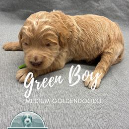 Green Boy - Apricot male Goldendoodle puppy in Travelers Rest, South Carolina from Bailey Mountain Doodles