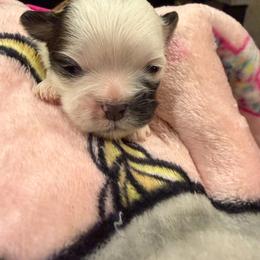 Girl 1 - Silver gold and white female Shih Tzu puppy in Spartanburg, South Carolina from Vicky‘s precious paw’s