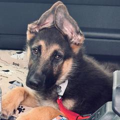 Ziva - Black and tan female German Shepherd puppy in Whitewater, California from Vom Haus Metzler Shepherds