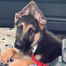 Ziva - Black and tan female German Shepherd puppy in Whitewater, California from Vom Haus Metzler Shepherds