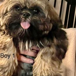 Boy 1 - Sable and white male Shih Tzu puppy in Rock, West Virginia from Willow Tree Haven Shih Tzu