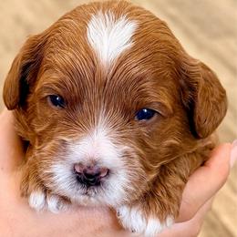 Blue - Red  male Goldendoodle puppy in Mesa, Arizona from Tails and Trails Doodles