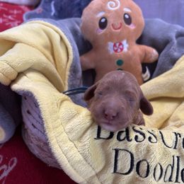 Shaun White- blue collar - Red  male Goldendoodle puppy in Chino Valley, Arizona from Bass Creek Doodles