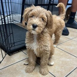 Purple Girl - Red  female Goldendoodle puppy in Richmond, Kentucky from The Doting Doodle