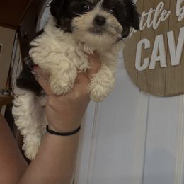 Goldendoodle, Maltipoo, and Yorkipoo Puppies from Doodle Pups Fur-Ever