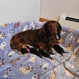 Ziva - Dachshund