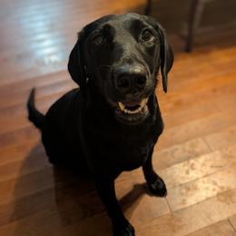 Yara - Labrador Retriever