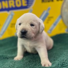 Shiver - Yellow male Labrador Retriever puppy in Puyallup, Washington from 12 Door Farm Labradors